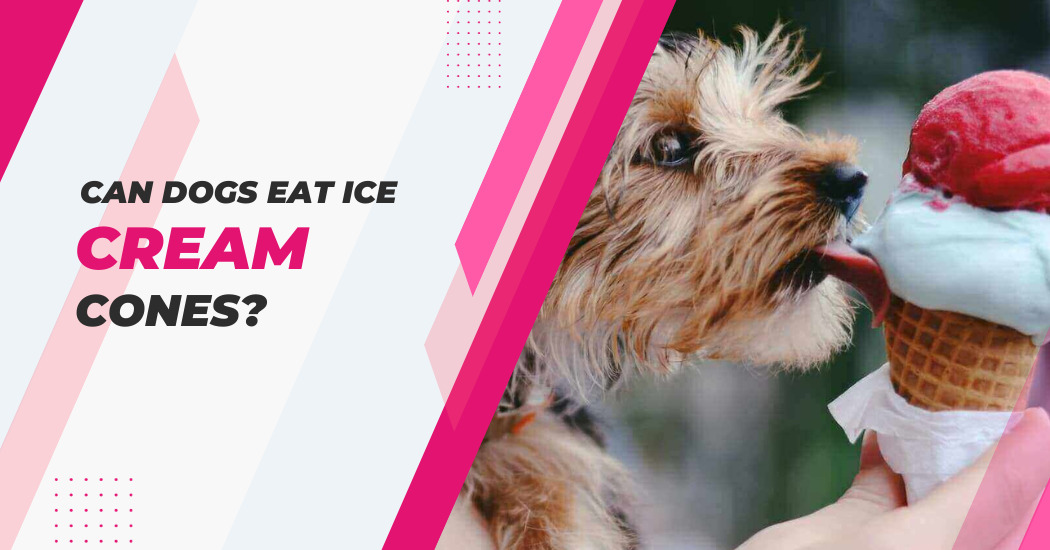 Dogs Eat Ice Cream Cones